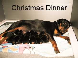 Puppies having Christmas dinner