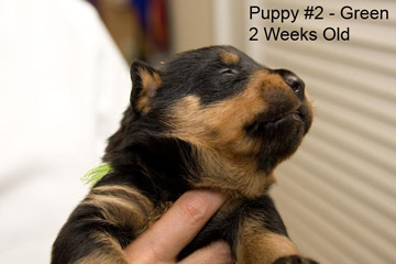 Puppy #2 - 2 Weeks Old