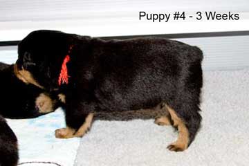 Puppy #4 - Day 21