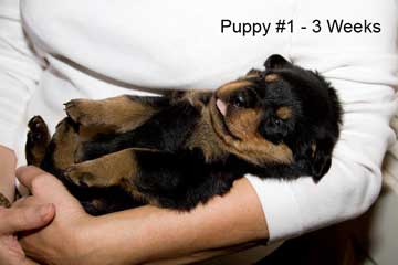 Puppy #1- Day 21