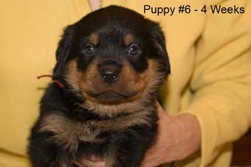 Puppy #6 - Burgandy