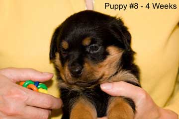Puppy #8 - Gold