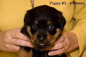 Puppy #3 - Yellow