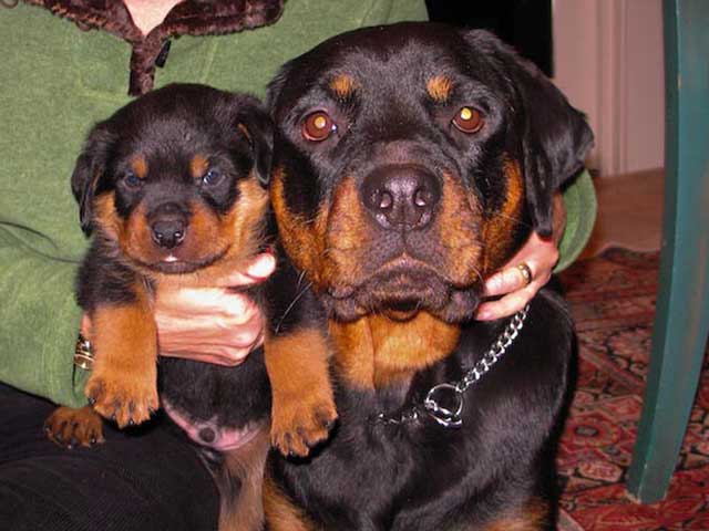 Puppy with Mom