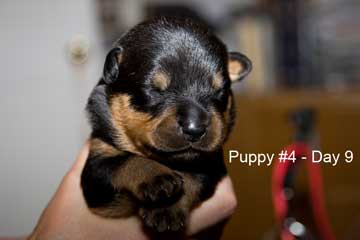 Puppy #4