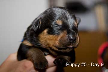 Puppy #5