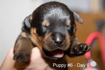 Puppy #6