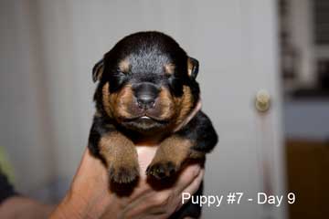Puppy #7