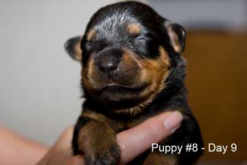 Puppy #8