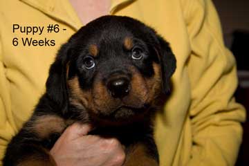 Puppy #6 - Burgandy Collar