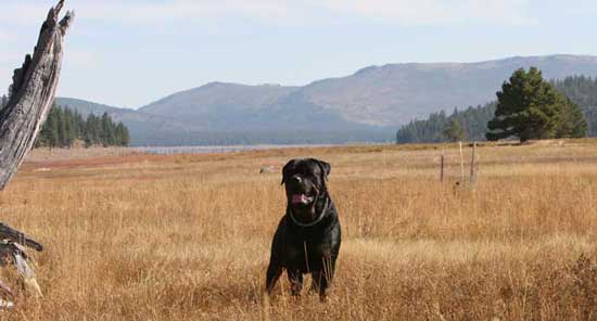 Rottweiler in a field