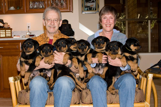 The Brood - 8 Puppies with Grandpa & Grandma