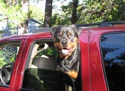 Sam the Rottweiler leaning out of a car window