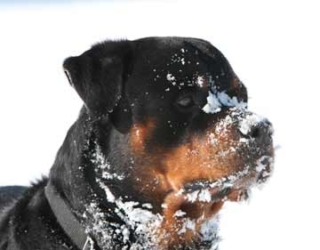Sam in the snow