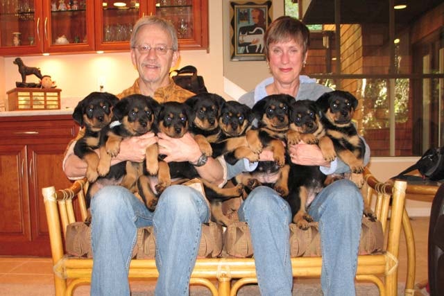 The whole litter together